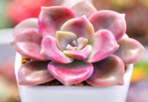 紫乐多肉为什么长独杆