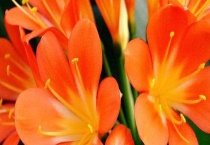 君子兰开花时间 花语是什么？