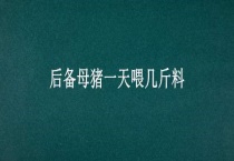 后备母猪一天喂几斤料