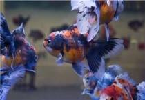 金鱼和锦鲤能混养吗？