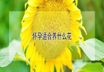 怀孕适合养什么花
