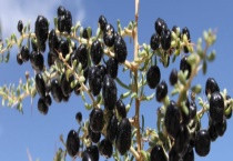 种植的黑枸杞可不可以吃 人工种植黑枸杞有害吗？