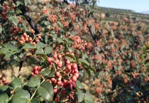 嘉宝果树适合哪里种植