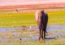 大象的汗在哪里出