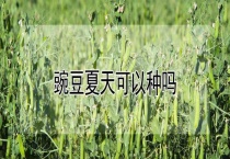 豌豆夏天可以种吗？