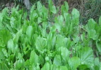 芥菜是不是大头菜 野生芥菜有哪些种类