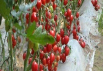 圣女果的种植时间 附栽培环境要求