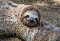 树獭和树懒的区别？