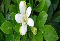 九里香和夜来香是一样的吗？