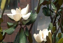 白玉兰是落叶还是常绿植物 附其生长习性和主要价值