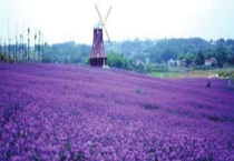 薰衣草什么时候开花 附其地理分布、泌蜜条件和蜂蜜产量