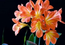 君子兰烂根怎么消毒