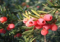 矮紫杉什么时候开花