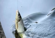 送漂不中鱼怎么解决？送漂不中鱼的原因是什么？