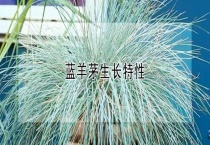 蓝羊茅生长特性