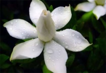 桅子花叶子发枯发黄是怎么了