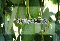 牛油果树怎么种植多久？