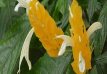 金苞花有毒吗？