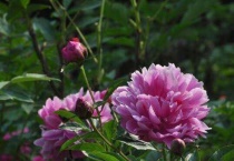 芍药要不要深水醒花