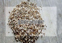 波菜籽什么时间播种？