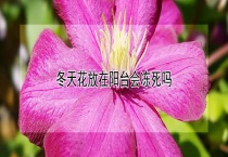冬天花放在阳台会冻死吗？