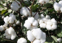 棉花的形状