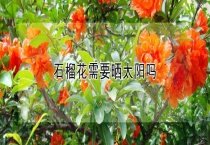 石榴花需要晒太阳吗？