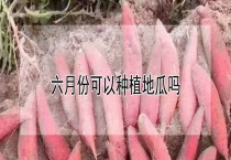 六月份可以种植地瓜吗？