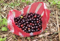 嘉宝果什么时候成熟