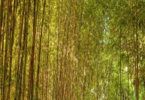 竹子是树还是草？附基本特征