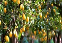 春季果树可用农药有哪些 附使用多久？