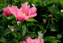 芍药和牡丹的区别？是什么？