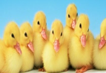 小鸭子站不起来是什么原因？