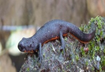 东方蝾螈是否为保护动物 东方蝾螈是怎样培育的