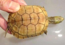 小青龟可以深水养吗？