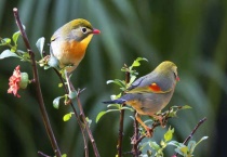 红嘴相思鸟吃什么饲料