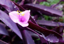 紫吊兰怎么养殖