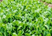 生机农业是什么意思