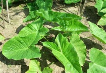 独角莲长什么样