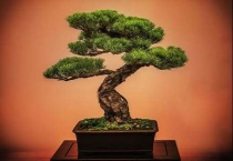 硫酸亚铁浇花使用多久？