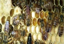 人工分蜂技术及注意事项 选择什么时候合适