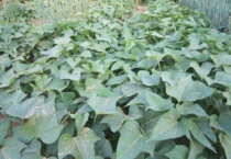 地瓜秧长的太旺怎么办？