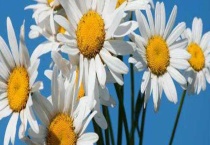 雏菊和多头菊的区别？