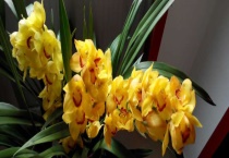 大花蕙兰和蝴蝶兰区别？