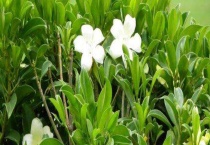 灰莉可以水培吗？