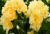 黄木香什么时候开花