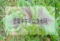 苋菜中午可以浇水吗？
