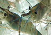 河虾喜食什么 河虾吃不吃蝌蚪