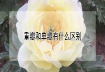 重瓣和单瓣有什么区别？？