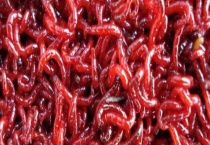 钓鱼用的红虫是什么虫？红虫有毒吗？
